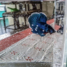 Load image into Gallery viewer, Male Halfmoon Betta-Live Animals-Glass Grown-Leave us your top three choices on Checkout! :)-Glass Grown Aquatics-Aquarium live fish plants, decor