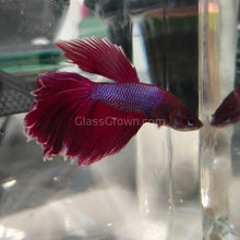 Load image into Gallery viewer, Male Halfmoon Betta-Live Animals-Glass Grown-Leave us your top three choices on Checkout! :)-Glass Grown Aquatics-Aquarium live fish plants, decor