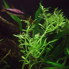 Load image into Gallery viewer, Lace Leaf Water Sprite (Indian Fern)-Aquatic Plants-Glass Grown-Glass Grown Aquatics-Aquarium live fish plants, decor