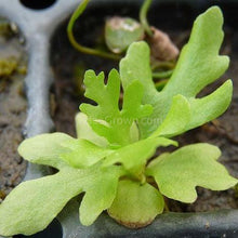 Load image into Gallery viewer, Broadleaf Water Sprite (Indian Fern)-Aquatic Plants-Glass Grown-Glass Grown Aquatics-Aquarium live fish plants, decor