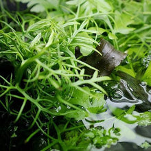 Load image into Gallery viewer, Broadleaf Water Sprite (Indian Fern)-Aquatic Plants-Glass Grown-Glass Grown Aquatics-Aquarium live fish plants, decor