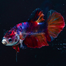 Load image into Gallery viewer, Male Koi Galaxy Plakat Betta-Live Animals-Glass Grown Aquatics-Glass Grown Aquatics-Aquarium live fish plants, decor