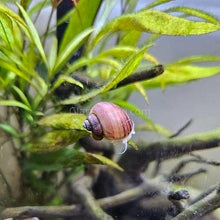 Load image into Gallery viewer, Magenta Mystery Snail-Live Animals-Glass Grown-Single Snail-Glass Grown Aquatics-Aquarium live fish plants, decor