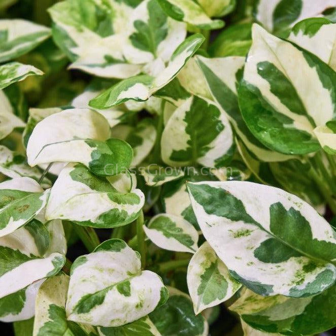 white pothos name N Joy Pothos Rooted Stems or Pots – Glass Grown Aquatics