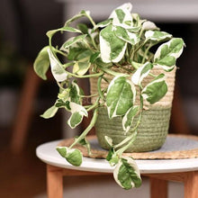 Load image into Gallery viewer, N Joy Pothos Rooted Stems or Pots-Plants-Glass Grown-Single Bare-Root Stem-Glass Grown Aquatics-Aquarium live fish plants, decor