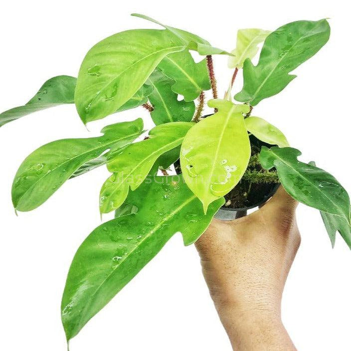 philodendron aquatic Philodendron Squamiferum RARE Stems of Pots – Glass Grown Aquatics