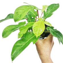 Load image into Gallery viewer, Philodendron Squamiferum RARE Stems of Pots-Potted Houseplants-Glass Grown-Single Bare-Root Stem-Glass Grown Aquatics-Aquarium live fish plants, decor