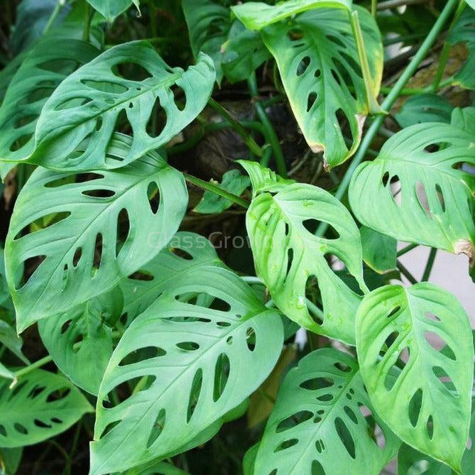 swiss cheese philodendron plant Swiss Cheese Vine Rooted Stems or Pots – Glass Grown Aquatics