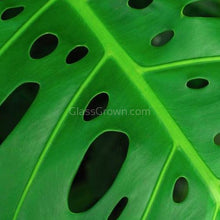 Load image into Gallery viewer, Swiss Cheese Vine Rooted Stems or Pots-Plants-Glass Grown-Single Bare-Root Stem-Glass Grown Aquatics-Aquarium live fish plants, decor