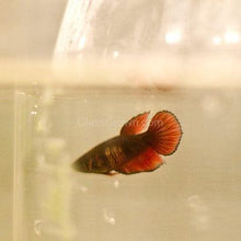 Load image into Gallery viewer, Female Betta Sorority 3 Pack-Live Animals-Glass Grown-School of 3-Glass Grown Aquatics-Aquarium live fish plants, decor