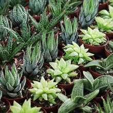 Load image into Gallery viewer, Succulent Plants 2" (3 Pots)-Indoor & Outdoor Plants-Glass Grown-Glass Grown Aquatics-Aquarium live fish plants, decor