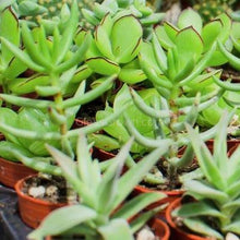 Load image into Gallery viewer, Succulent Plants 2" (3 Pots)-Indoor & Outdoor Plants-Glass Grown-Glass Grown Aquatics-Aquarium live fish plants, decor