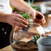 Load image into Gallery viewer, Succulent Plants 2" (3 Pots)-Indoor & Outdoor Plants-Glass Grown-Glass Grown Aquatics-Aquarium live fish plants, decor