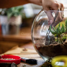 Load image into Gallery viewer, Succulent Plants 2" (3 Pots)-Indoor & Outdoor Plants-Glass Grown-Glass Grown Aquatics-Aquarium live fish plants, decor