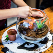 Load image into Gallery viewer, Succulent Plants 2" (3 Pots)-Indoor & Outdoor Plants-Glass Grown-Glass Grown Aquatics-Aquarium live fish plants, decor