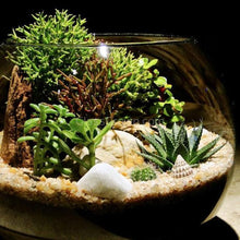 Load image into Gallery viewer, Succulent Plants 2" (3 Pots)-Indoor & Outdoor Plants-Glass Grown-Glass Grown Aquatics-Aquarium live fish plants, decor