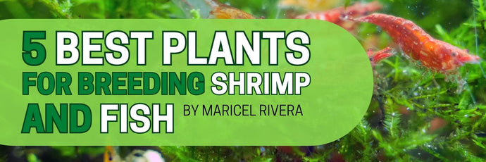 3 Best Plants for Breeding Shrimp & Fish