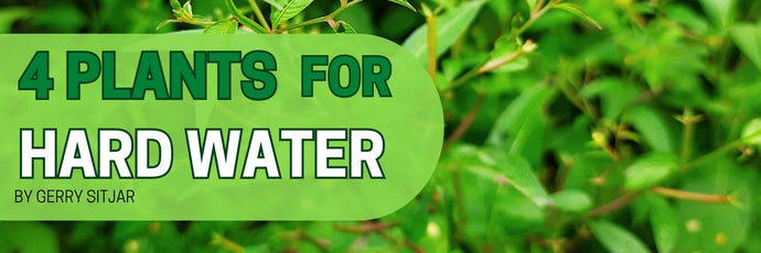 4 Plants For Hard Water