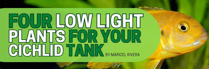 4 Plants For Your Cichlid Tank