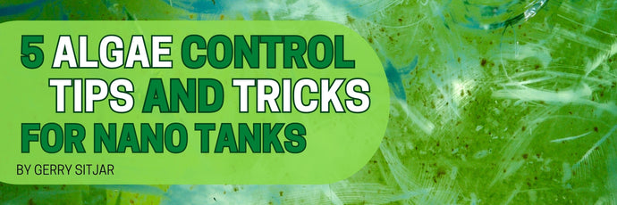 5 Algae Control Tips and Tricks for Nano Tanks