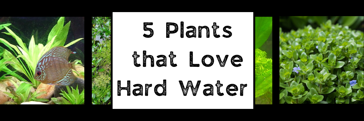 Blog  Tagged "Hard water" Glass Grown Aquatics