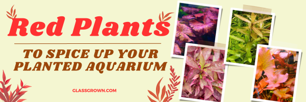 5 Red Plants to Spice Up Your Planted Aquarium