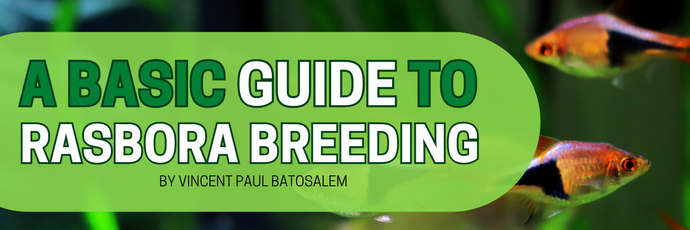 A Basic Guide to Rasbora Breeding