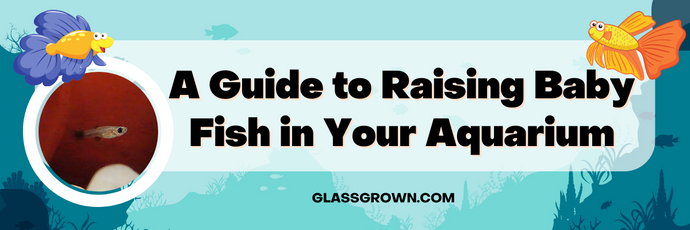 A Guide to Raising Baby Fish Fry in Your Aquarium