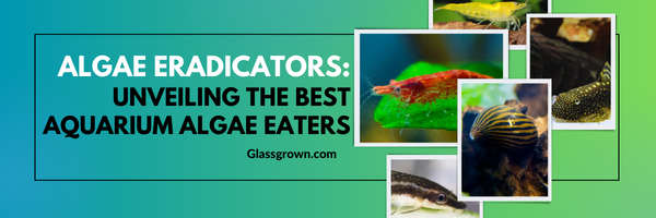 Algae Eradicators: Unveiling the Best Aquarium Algae Eaters