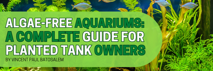 Algae-Free Aquariums: A Complete Guide for Planted Tank Owners