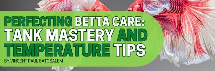 Beginner Betta Care: Tank and Temperature Tips