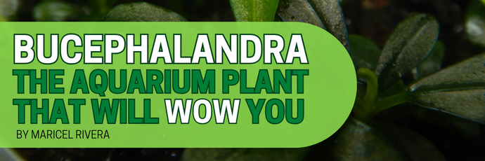 Bucephalandra - The Aquarium Plant That Will Wow You