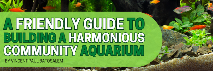Building a Harmonious Community Aquarium