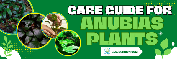 Care Guide for Anubias Plants