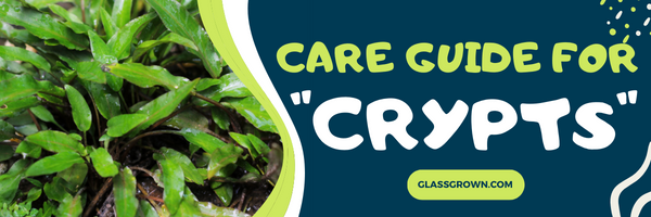 Care Guide for Cryptocoryne Plants