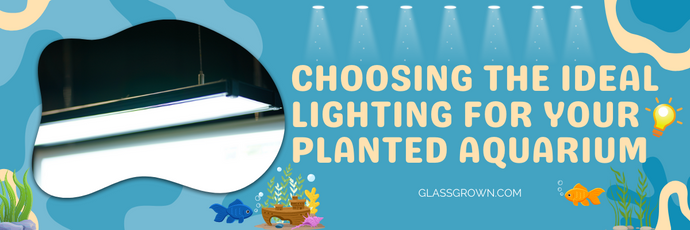 Choosing the Ideal Lighting for Your Planted Aquarium