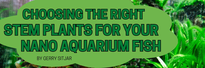 Choosing the Right Stem Plants for Your Nano Aquarium Fish