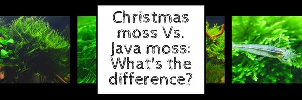 Christmas Moss vs Java Moss