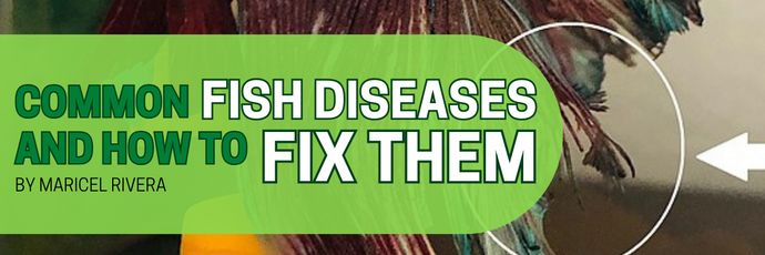 Common Fish Diseases and How to Fix Them