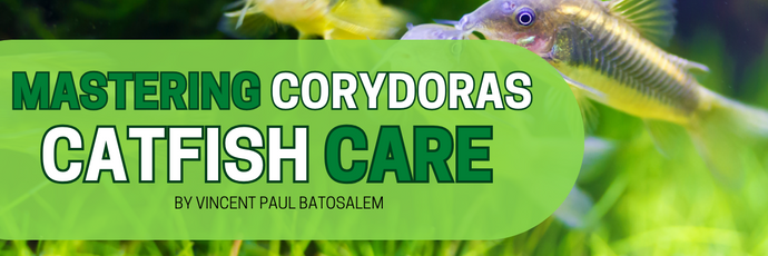 Corydoras Catfish Care Guide