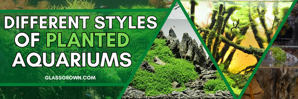 Different Styles of Planted Aquariums