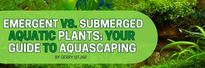 Emergent vs. Submerged Aquatic Plants: Your Guide to Aquascaping