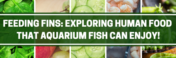 Feeding Fins: Exploring Human Food That Aquarium Fish Can Enjoy!