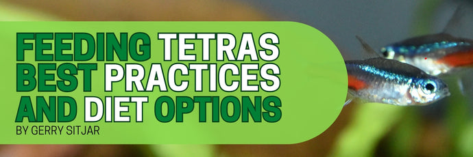 Feeding Tetras - Best Practices and Diet Options