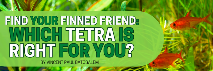 Find Your Finned Friend: Which Tetra is Right for You?