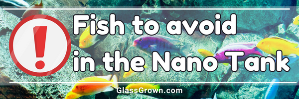 Fish to Avoid in the Nano Tank