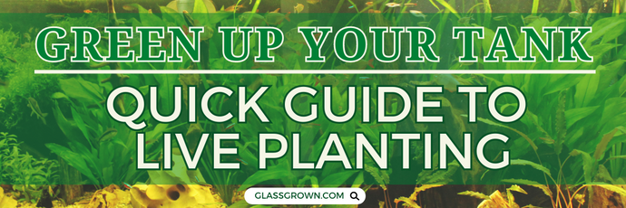 Green Up Your Tank: Quick Guide to Live Planting