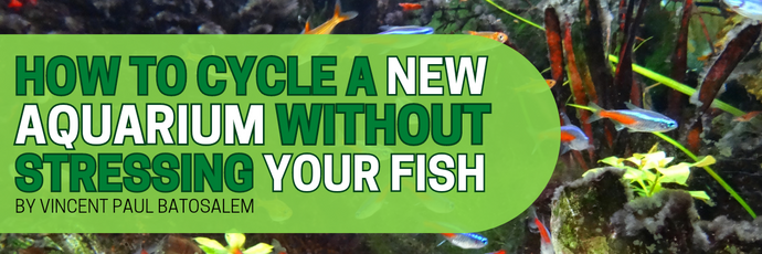How to Cycle a New Aquarium Without Stressing Your Fish
