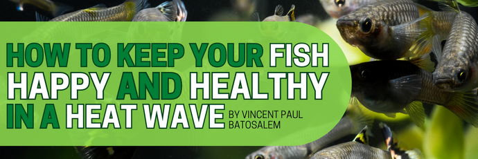How to Keep Your Fish Happy and Healthy in a Heat Wave