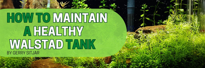 How to Maintain a Healthy Walstad Tank